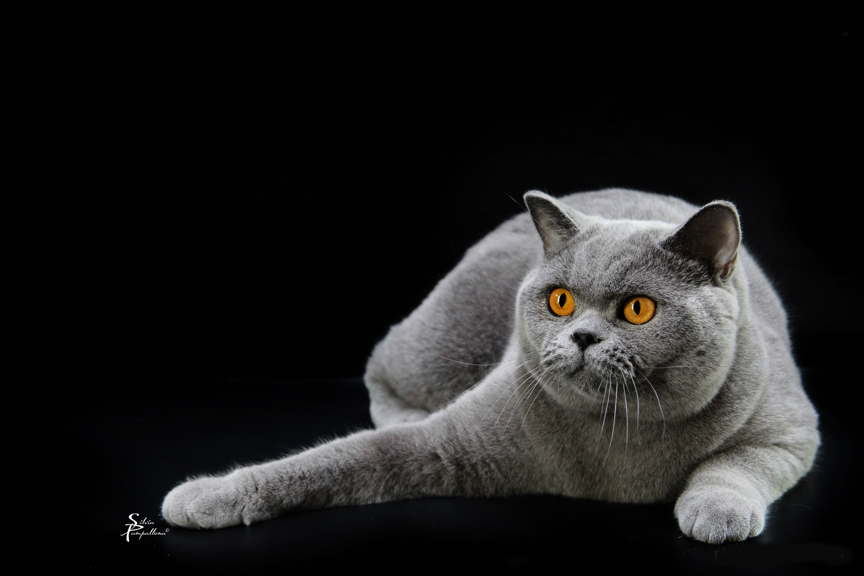I nostri gatti